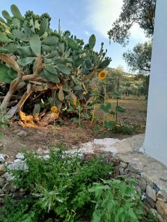 Grandpa's place - Lagoúdi Zía - 1