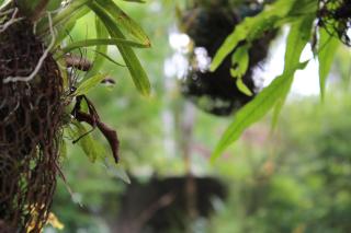 Natures Bliss Garden Stay - Ja-Ela - 0