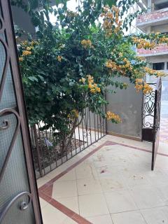 Palmboom Saidia - Saïdia - 2