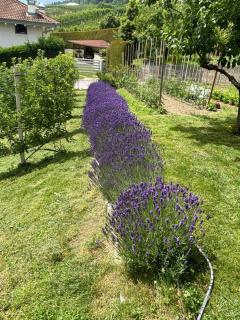 Il NIDO DEL PELLER - 8