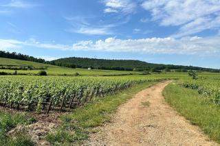 Aux Champs Perdrix - Couchey - 3