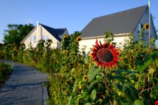 Ferienhaus Seenixe mit Kamin und Wasserblick - Altwarp - 4