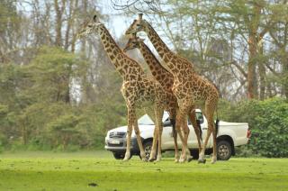 Lake Naivasha Sopa Resort - Naivasha - 5