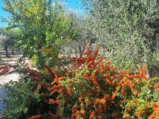 Trullo villa I Melograni - Ceglie Messapica - 9