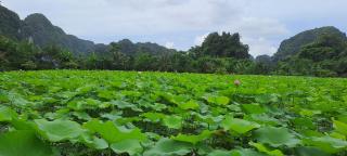 Thung Sen Tam Cốc Moutain View - Ninh Binh - 4