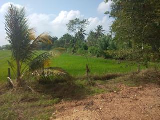 WHY NOT guesthouse - Tissamaharama - 4