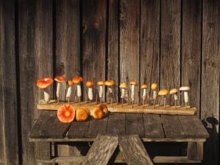 dviratis ir bbq - Palanga - 1