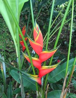 Couleur Caraïbes-Ti rêve appartement vue mer pierre&vacances - 3