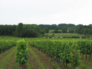 Ferme de chez Piché - Chérac - 5