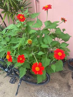 Green Tree Cottage 1 - Klong Muang Beach - 3