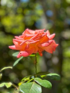 L'enthousiasme - Prades - 2