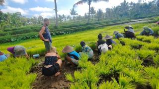 Hide and Seek - Tetebatu - 2