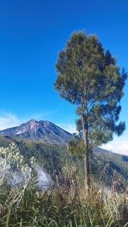 Hide and Seek - Tetebatu - 5