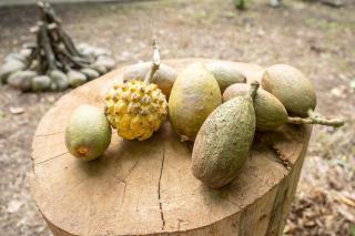 Magico Bosque - Bungalow - Moyobamba - 3