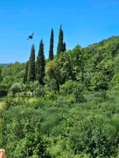 La Vita Bella - Herceg Novi - 5