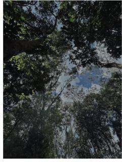 4 Bedroom Jungle Villa - 1