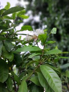 Aunt Eula's Place - Portmore - 4