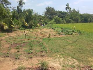 WHY NOT guesthouse - Tissamaharama - 4