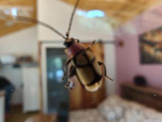 Chalé beija flor - 1