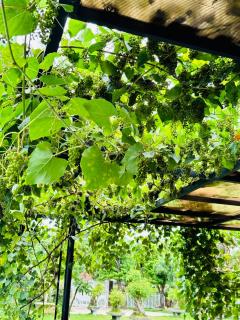 Homestay Highland Garden - Phu Yen - 6