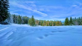 Haus Schlageter - Dachsberg im Schwarzwald - 4