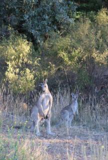 Lilydale Lodge - Shared - Castlemaine - 7