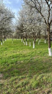 Casuțele de la răscruce - 4