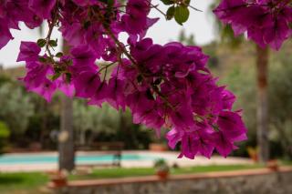 Tenuta Severino - Santa Caterina Dello Ionio Marina - 3