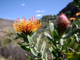 Leopard Valley Eco Retreat - Citrusdal - 2