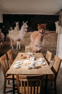 Alpakas, Lamas und Rentiere zum Grünen See - - 1
