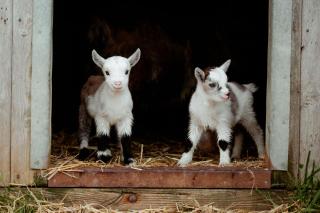 Orchard Cottage - Rudge Farm Cottages - Bridport - 5