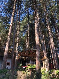 Apartman medju borovima 2 - 8