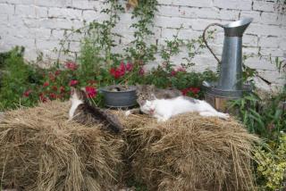 Meer Dorf Stille - Hütten in den Gärten Magra - Ferienhaus Lavendel - Zakrzewo - 2