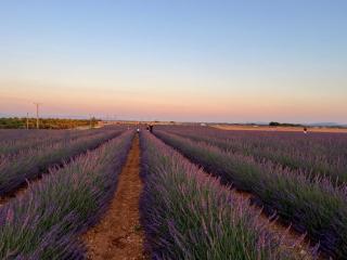 Provence Sweet Home - 9