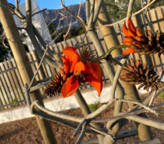 Largest one bed apartment & private pool in the Hoek - 1