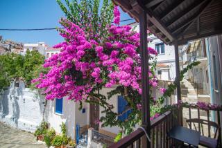 The Bougainvillea - 9