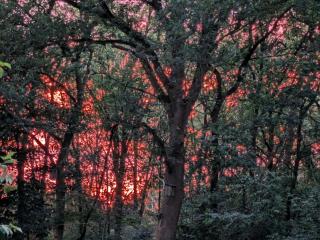 Ferienwohnung Vogelgesang - 1