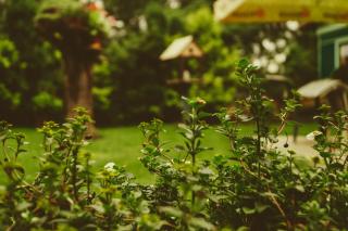 Mango Tree Villa - Ernakulam - 0