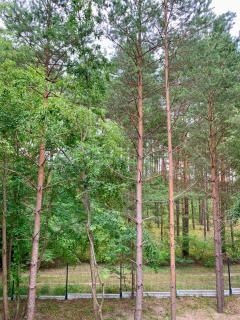 Domy Leśne Szumy na Roztoczu - Zwierzyniec - 6