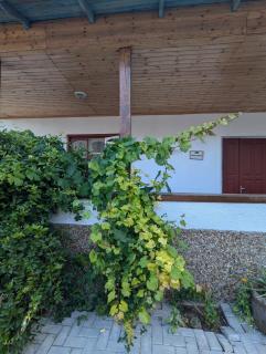 Pensiunea Casa Veche - 6