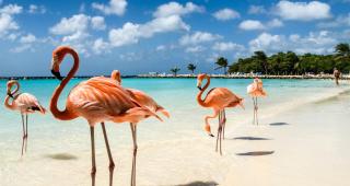 Sand Dollar Apartment B11 Serenity By The Sea - Kralendijk - 1