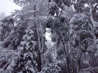 La casita del bosque - Bariloche - 6