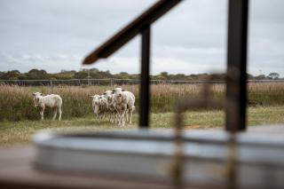 Heath the Tiny Cabin in Esperance - Esperance - 6
