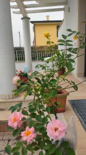Casa delle Rose - Fiumaretta di Ameglia - 1