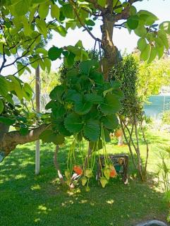 Long Green House - Sorso - 6