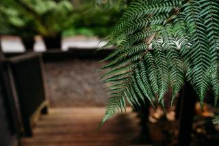 Luxury Treetop Escape with a Garden glasshouse - 3