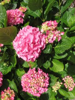 Le Jardin à Mordreuc - 9