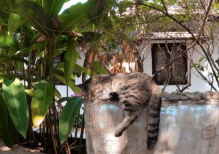 The Funky Monkey Hostel - Anjuna - 2
