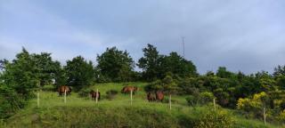 AGRITURISMO BUON VENTO, Appartamento PICCOLI SOLI una chic country house in Gubbio Italy - Gubbio - 2