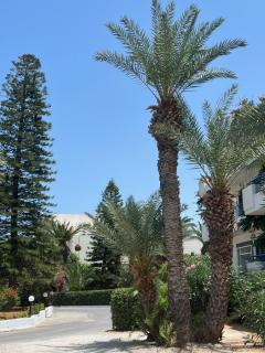 Gorgona Hotel - Amoudara Herakliou - 9